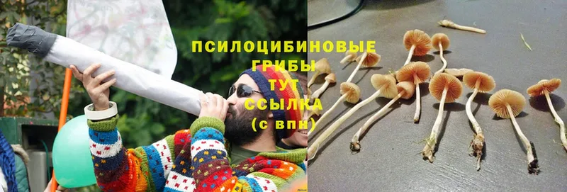 ссылка на мегу ссылка  Волхов  Псилоцибиновые грибы Psilocybine cubensis 